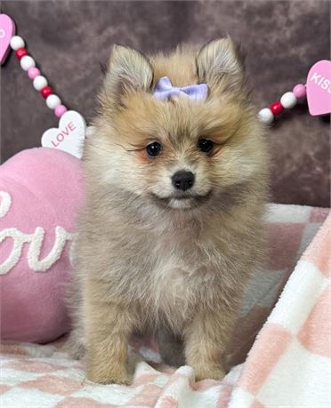 Gorgeous, Female Pomeranian, LOTS of hair!! Parents 6-7#