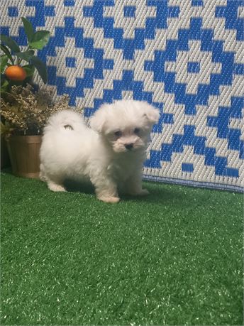 ! Tucker ! Maltese boy