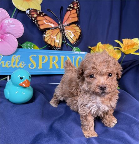 Poodle - Lily’s # 1 (M)