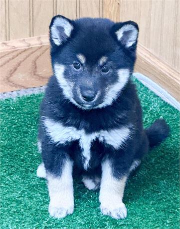 Beautiful Black and Tan Female Shiba