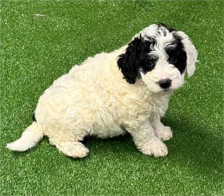 Mini F1BB Goldendoodle Parents 15#/20# will be small