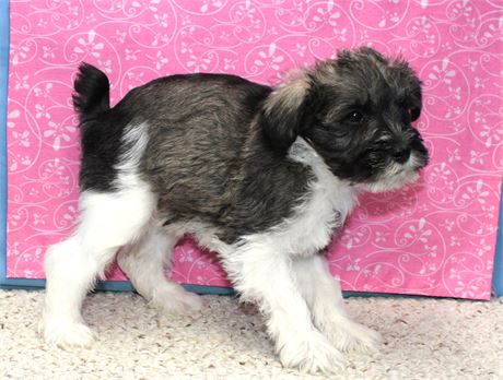 Female Schnoodle