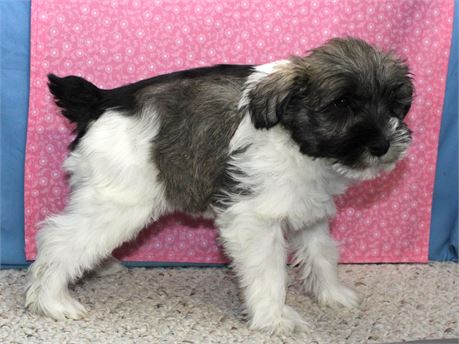 Female Schnoodle