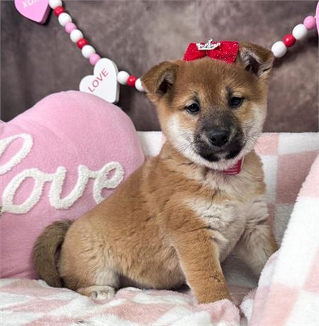 Beautiful Red Female Shiba