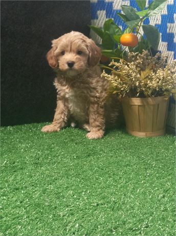 ! Elisa ! Maltipoo girl