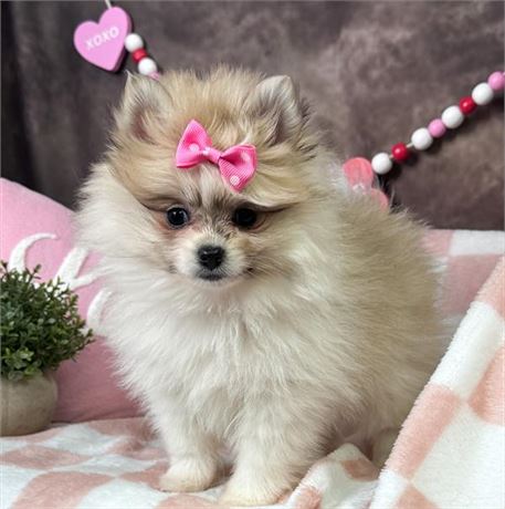 Gorgeous, tiny Female Pomeranian, LOTS of hair!! Parents 6-7#