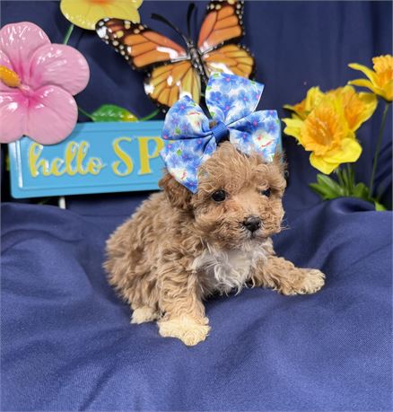 Poodle - Lily’s # 4 (F)