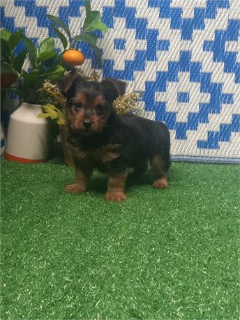 ! Weston ! Morkie boy