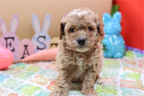 USDA CLEAN* MICRO MINI F1BB Goldendoodlea