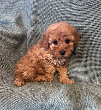 Awesome toy poodle male