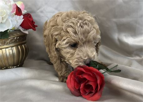 Beautiful Cream Female Cockapoo F1B