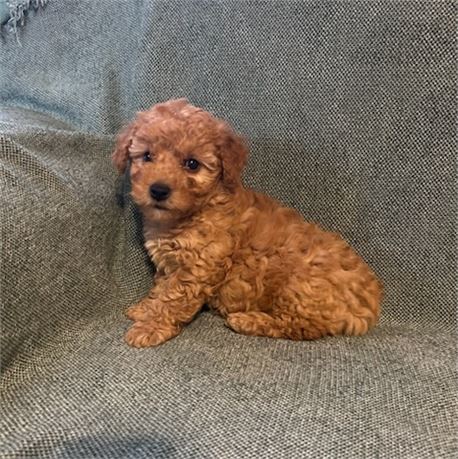 Awesome toy poodle male