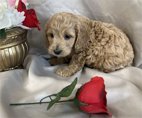 Beautiful Cream Male Cockapoo F1B