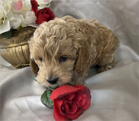 Beautiful Apricot Male Cockapoo F1B