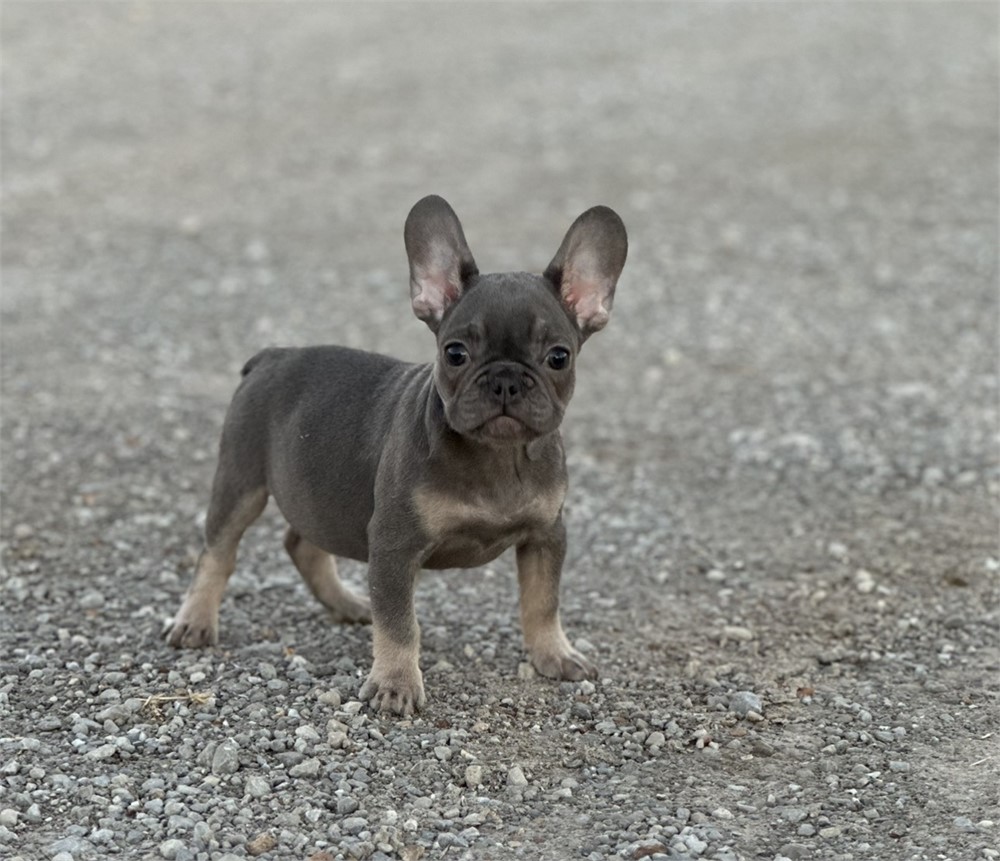 USDA CLEAN *AKC Reg French Bulldogs