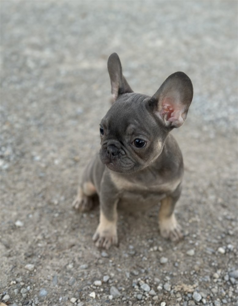 USDA CLEAN *AKC Reg French Bulldogs