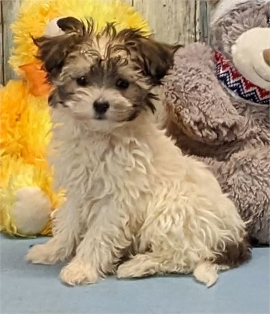 Female**Havamalt**Jaylynn**Birth Cert**2 lbs. 6 oz. on Feb. 16.