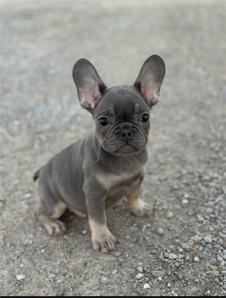 USDA CLEAN *AKC Reg French Bulldogs