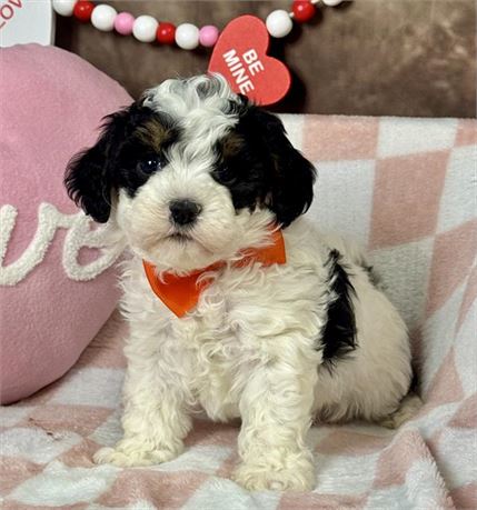 F1B Cavapoo wht/black/tan parti Male-Adorable!!