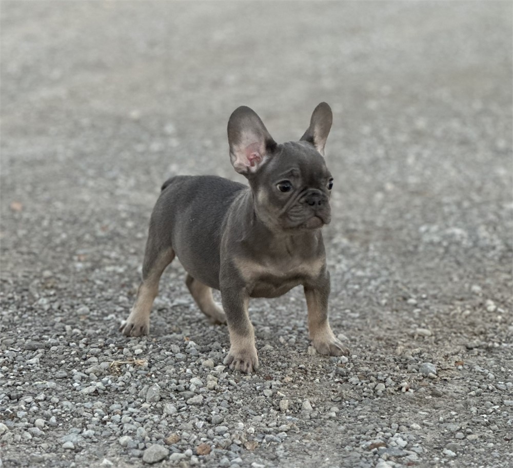 USDA CLEAN *AKC Reg French Bulldogs