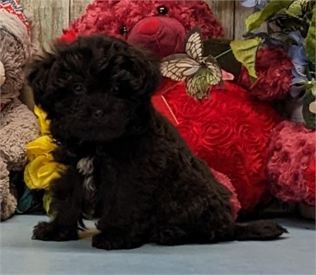 Male**Zuchon**Harry**Birth Cert**3 lbs. on Feb. 16.