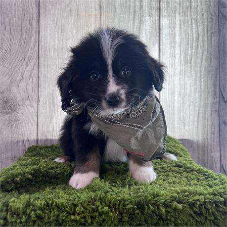 Mini Aussie male