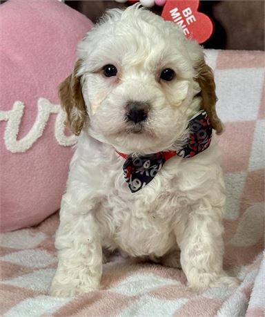 F1B Cavapoo apricot/wht parti Male