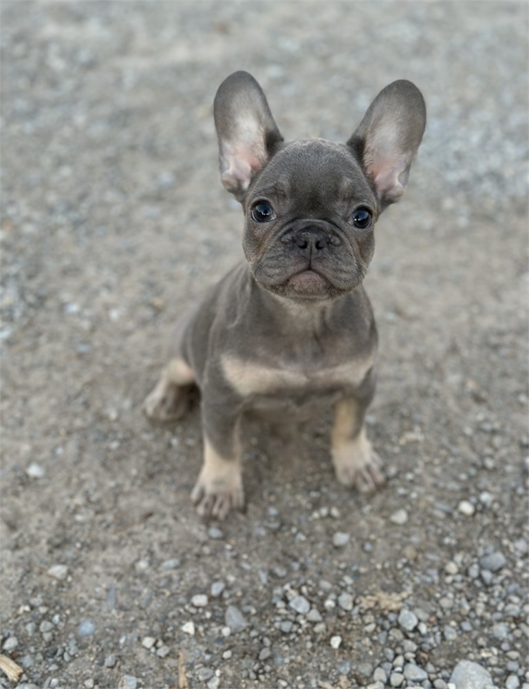 USDA CLEAN *AKC Reg French Bulldogs