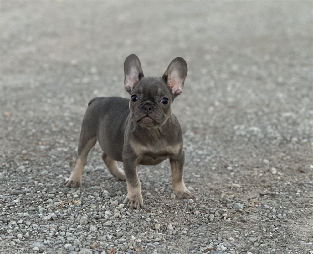 USDA CLEAN *AKC Reg French Bulldogs