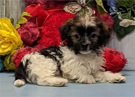 Male**Havanese**Toby**APRI**3 lbs. 2 oz. on Feb. 16.