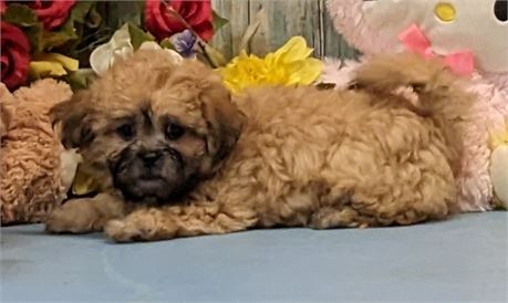 Female**Zuchon**Haylee**Birth Cert**3 lbs. 13 oz. on Feb. 16.