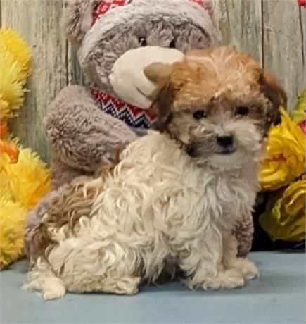 Male**Havanese**Tony**APRI**2 lbs. 7 oz. on Feb. 16.