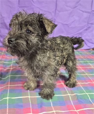 CPR male westie/schnauzer