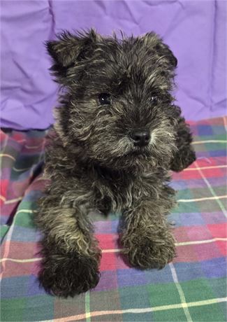 CPR male westie/schnauzer