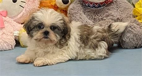 Male**Shih Tzu**Bobby**APRI**3 lbs. 4 oz. on Feb. 16.