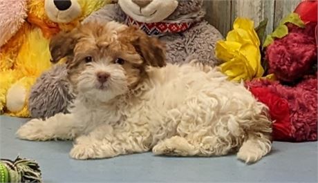 Female**Havanese**Tara**APRI**3 lbs. 6 oz. on Feb. 16.