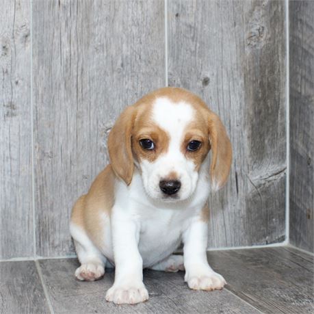 2634-05 Beagle