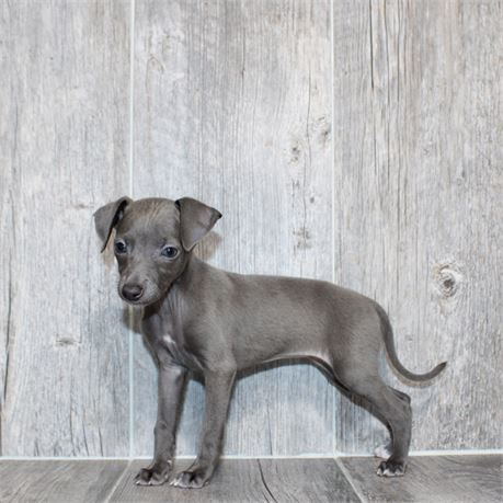 2637-05 Italian Greyhound