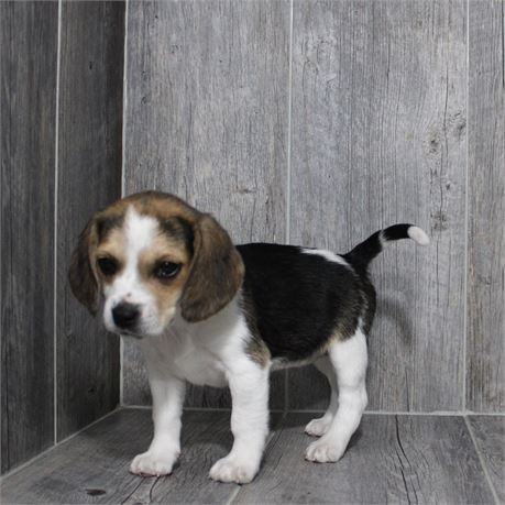 2634-07 Beagle