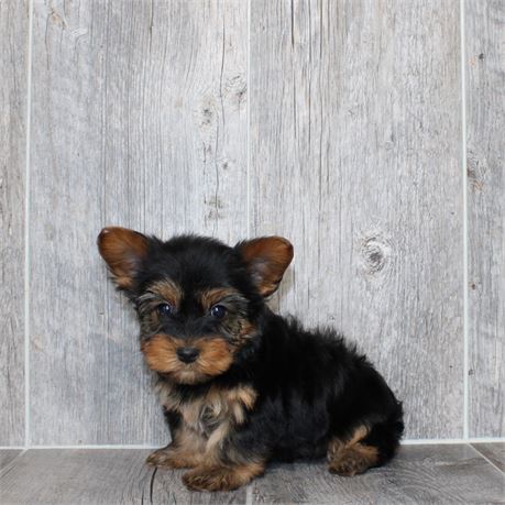 2638-03 Yorkshire Terrier