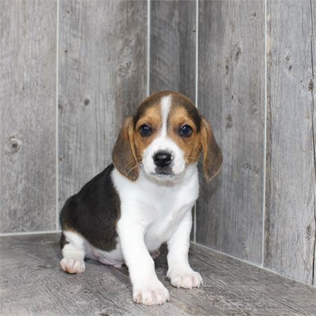 2634-02 Beagle