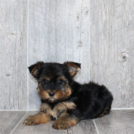 2638-01 Yorkshire Terrier