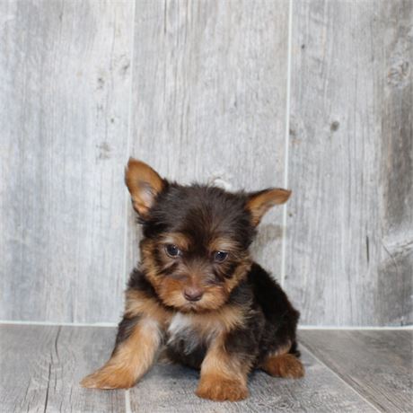 2638-04 Yorkshire Terrier