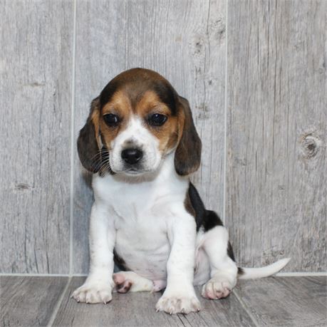 2634-01 Beagle