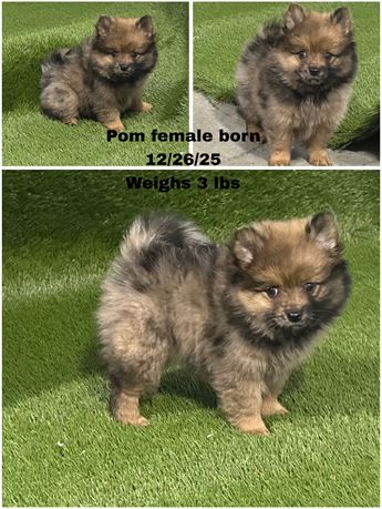 Pomeranian Female