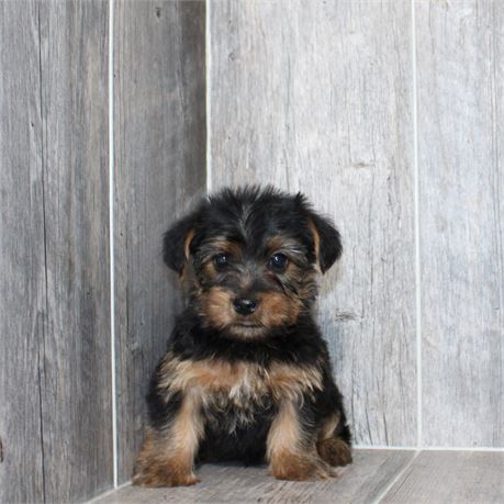 2638-02 Yorkshire Terrier