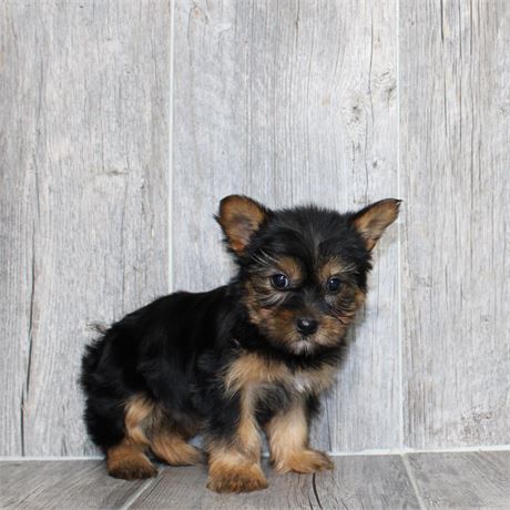 2638-05 Yorkshire Terrier