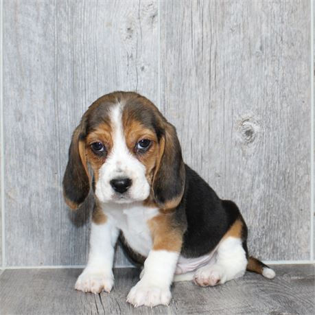 2634-03 Beagle
