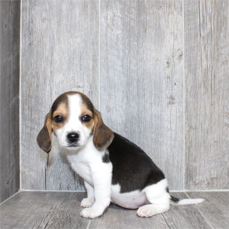 2634-08 Beagle