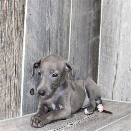 2637-04 Italian Greyhound